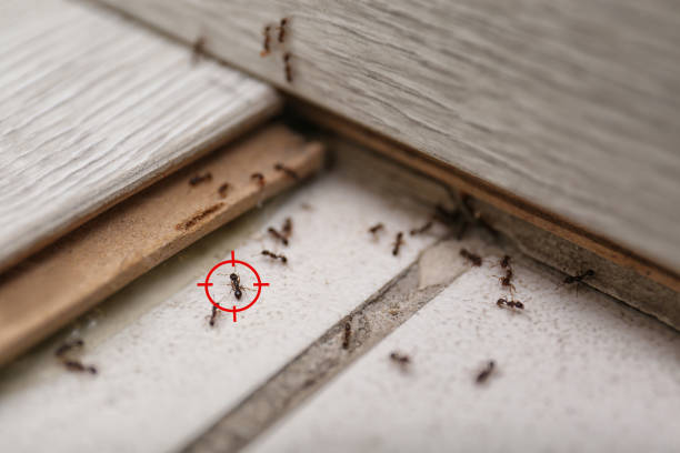 Best Flea Control Services  in Trenton, GA