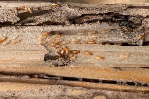 Best Best Pest Control Companies  in Trenton, GA