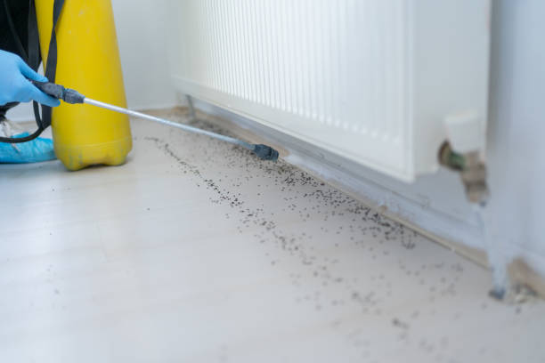 Best Rat Extermination Near Me  in Trenton, GA